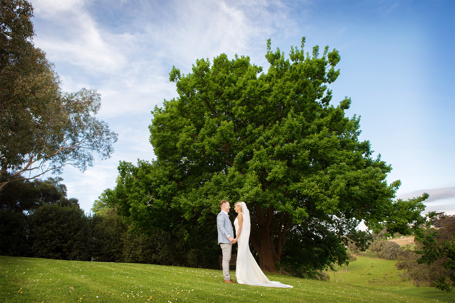 Scenic outdoor wedding portrait. The bride in a lace gown and groom in a light blue suit hold hands under a massive, vibrant green tree on rolling green hills. Representative of classic Yarra Valley wedding photography
