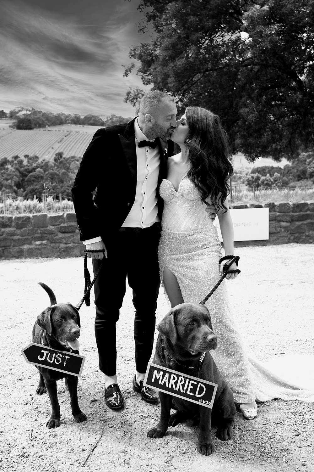B&W unique wedding portrait of a bride and groom kissing, holding two Labrador dogs on leashes wearing Just Married signs. Background shows a Yarra Valley vineyard. Fun and natural capture